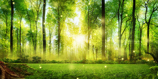 绿色场景大气森林阳光梦幻森林展板背景